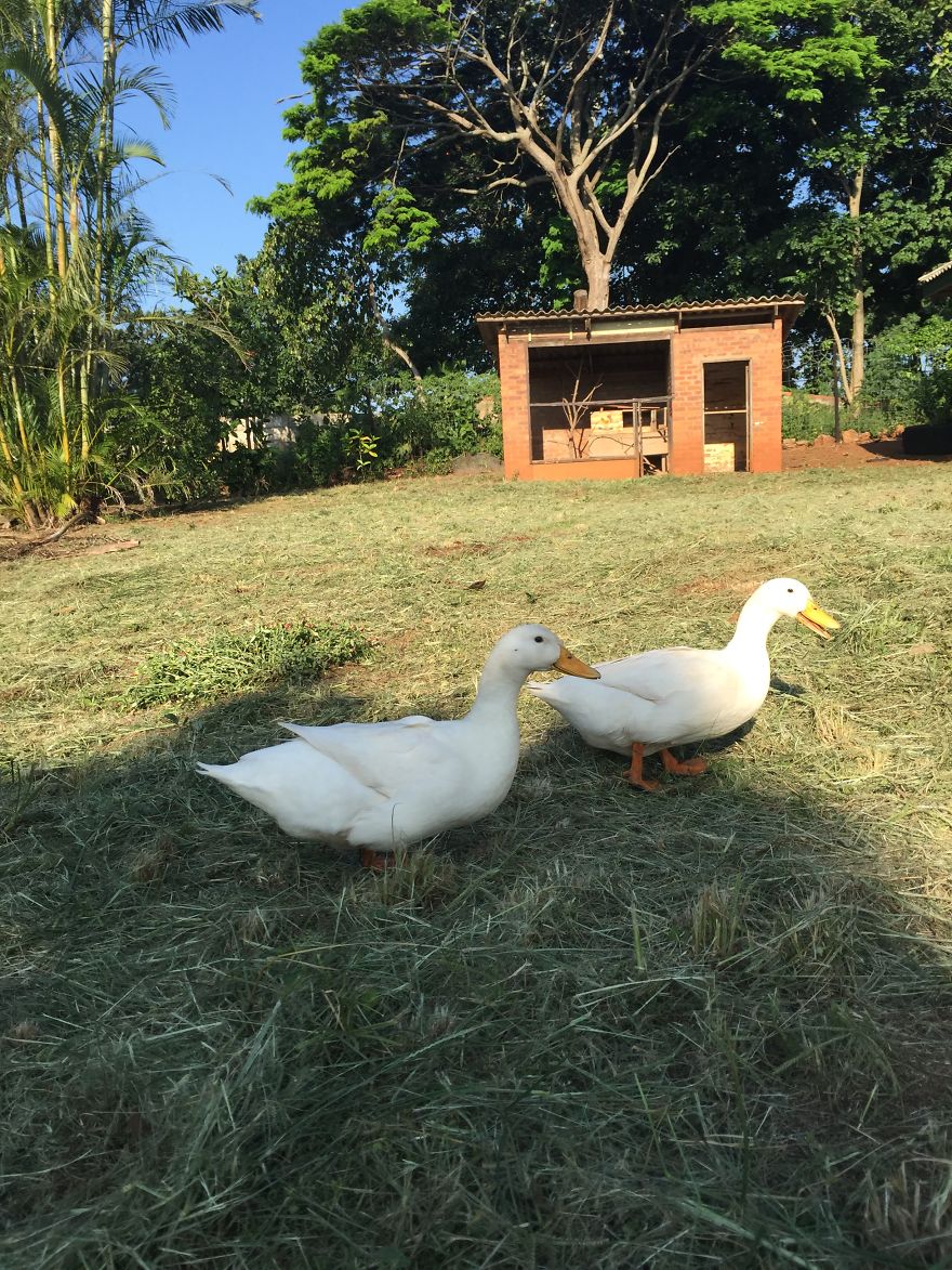 Wada And Wada - Two Ducks We Adopted