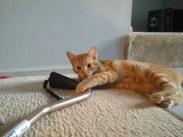 My Cat Stole My Cane So I Couldn't Go Anywhere