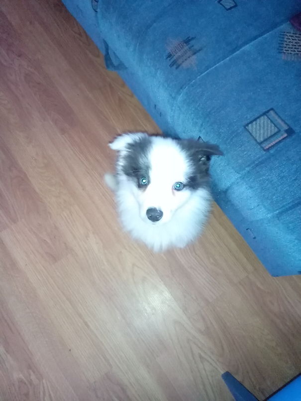 This Is Dante. The Border Collie Puppy :)
