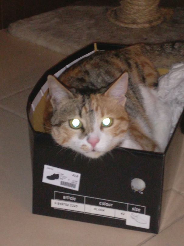 Demon In A Box