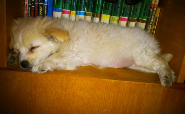 This Beauty's Favourite Sleeping Place: The Book Shelf.