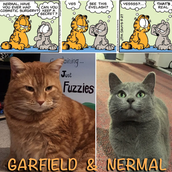 Garfield And Nermal