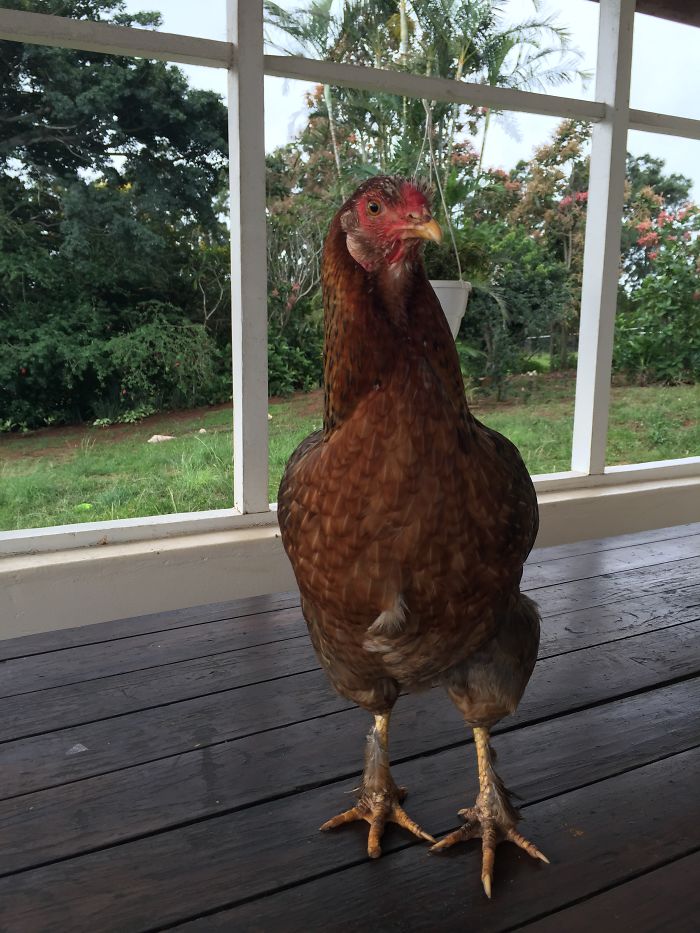 I Rescue And Care For Chickens In Paradise