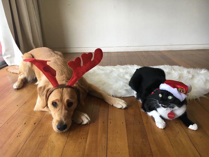 Peach - Santas Reindeer And Spencer - The Christmas Grinch