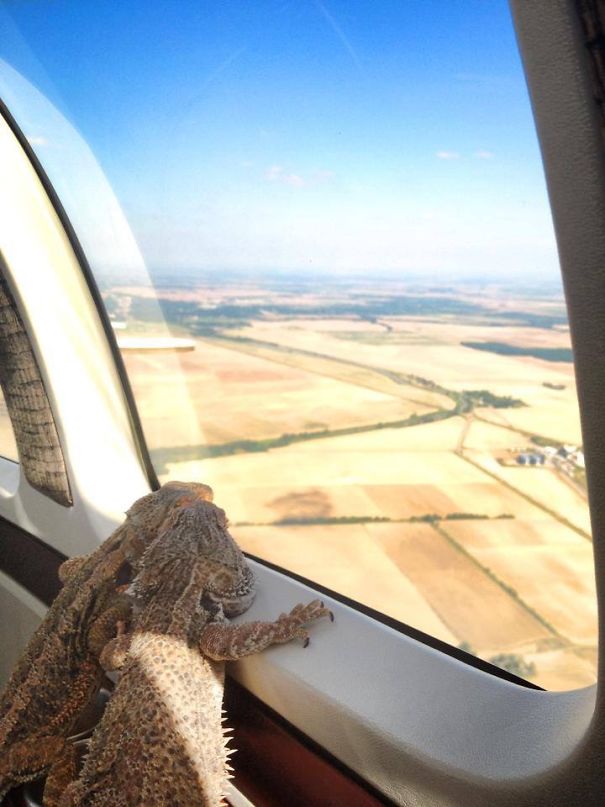 My Bearded Dragon's First Time In A Plane