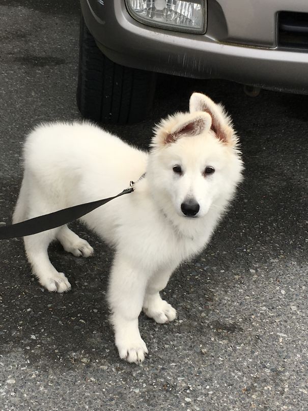 Our Little Love Is A White German Sheppard!!
