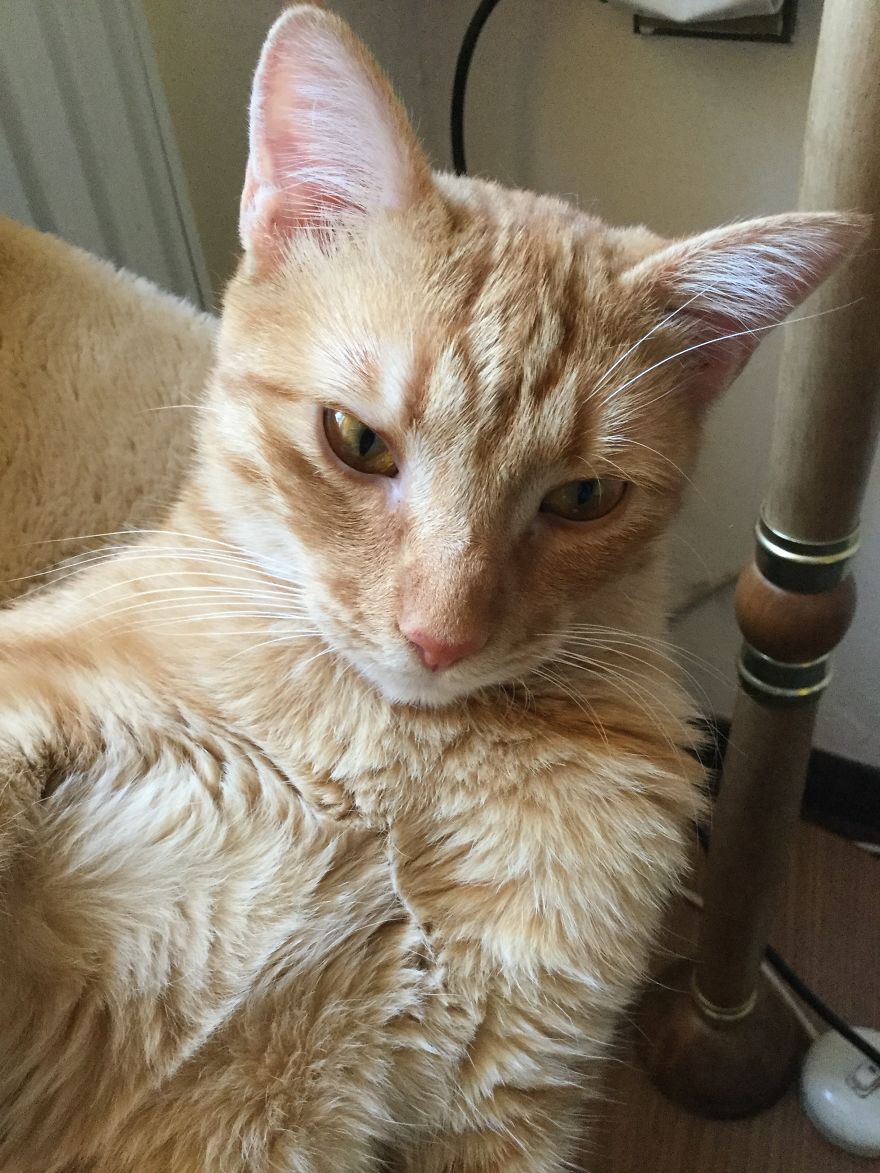 My Amazing Ginger Cat Bastiaan From Greek Beach