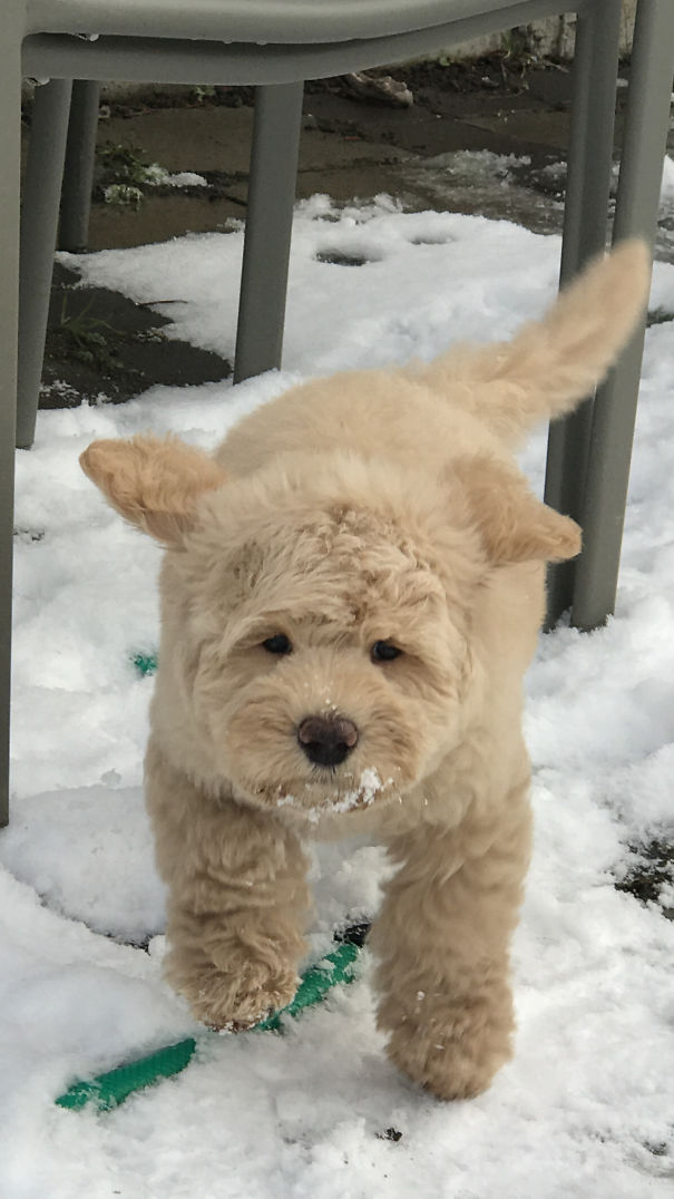 His First Day Home And In The Snow ❄️