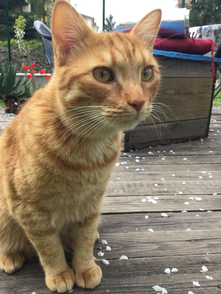 My Amazing Ginger Cat Bastiaan From Greek Beach