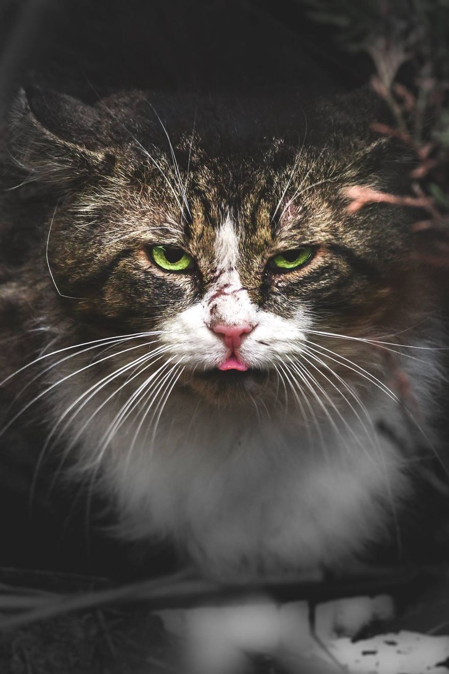 Portraits Of Stray Cats
