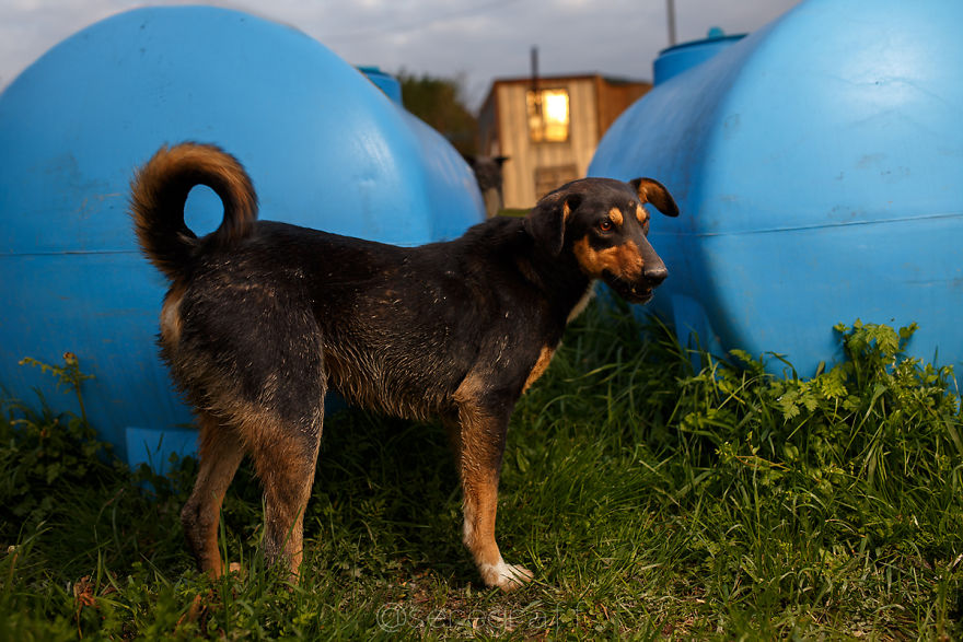 A Story About My Experiences Photographing Homeless Dogs