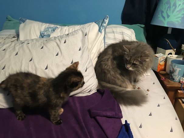 Adult Cat Meeting Kitten For The First Time