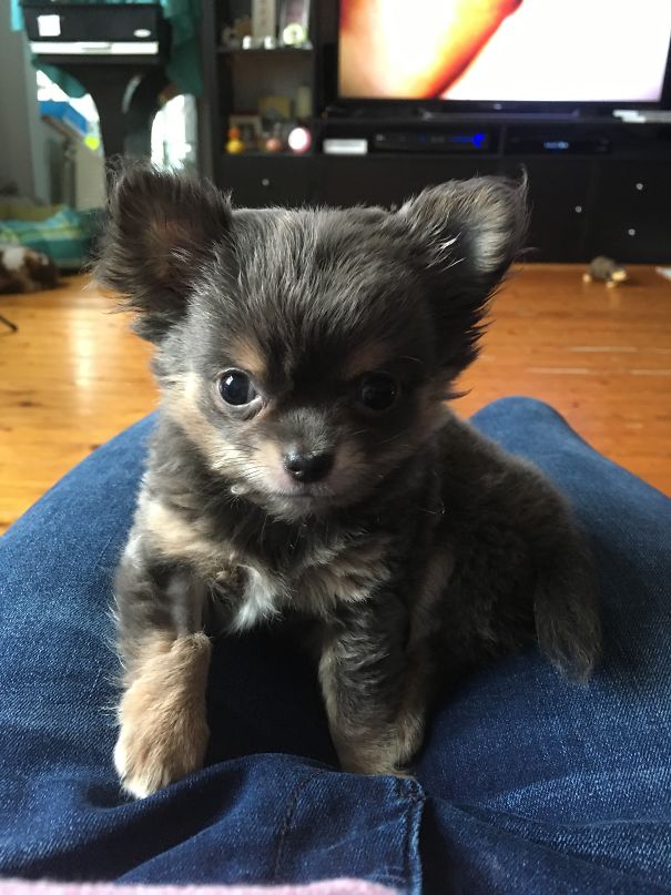 Little Chihuahua Bear