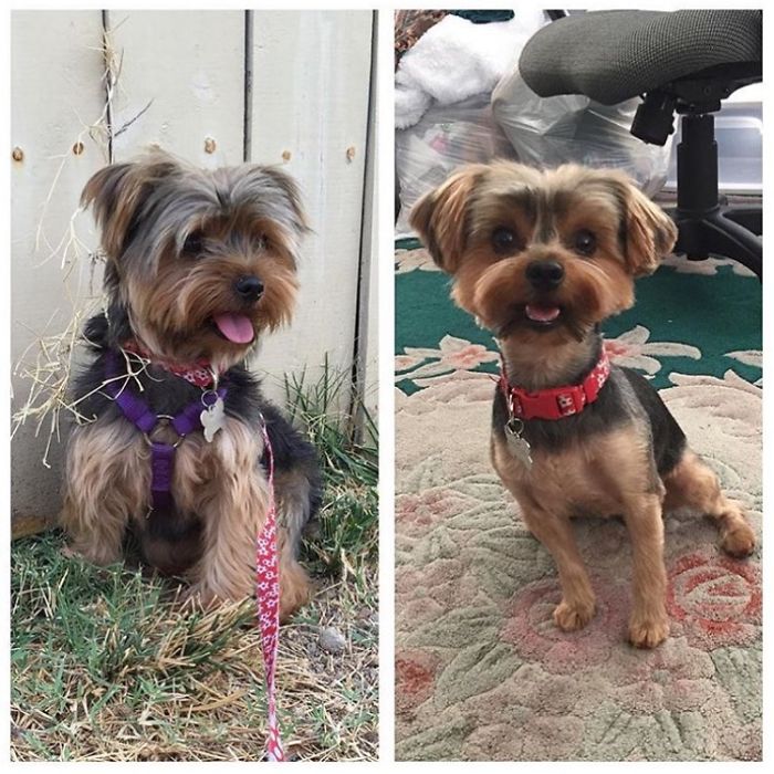 Daisy's First Haircut With Her Forever Family