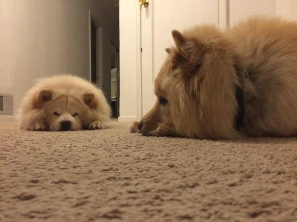 Melted Chows