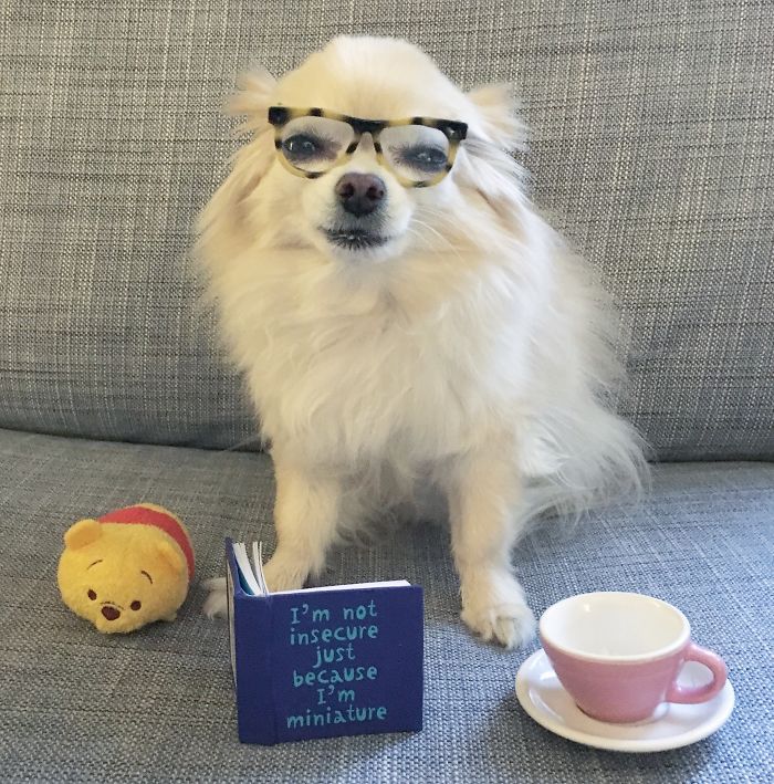 Little Chihuahua Riceball And His Miniature Room