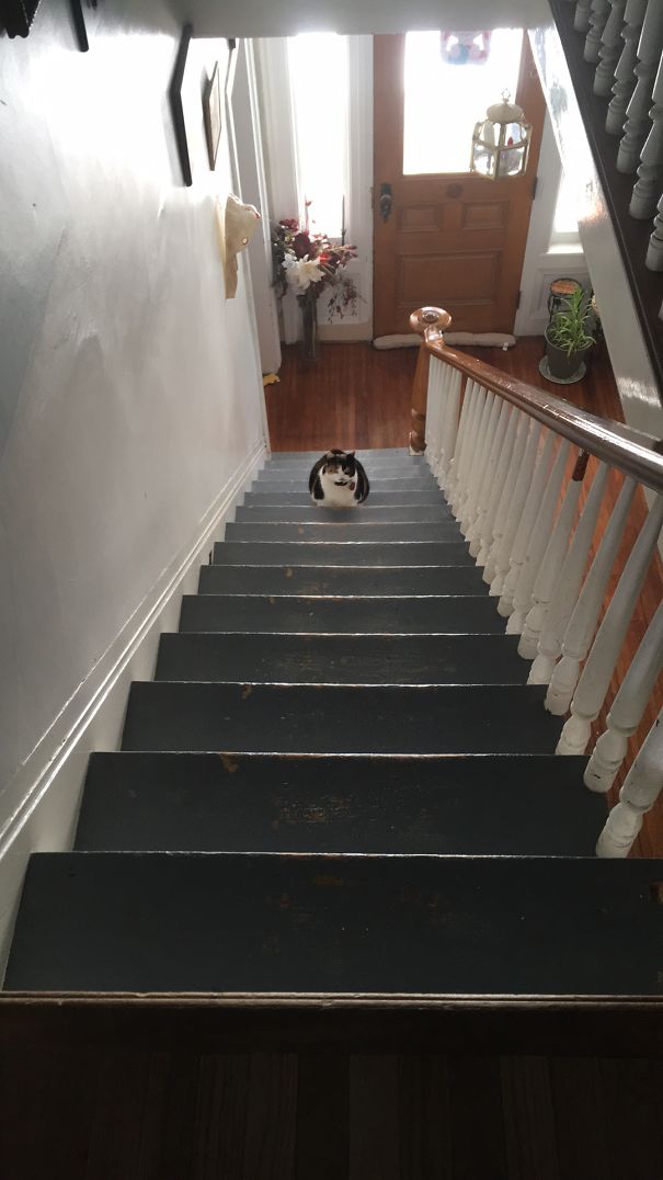 Everytime I Turned Around, Miss Kitty Was One Step Higher...