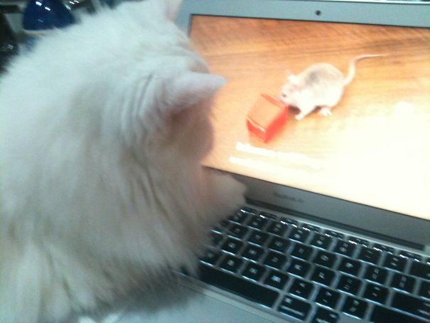 First Time Seeing A Mouse On The Screen..
