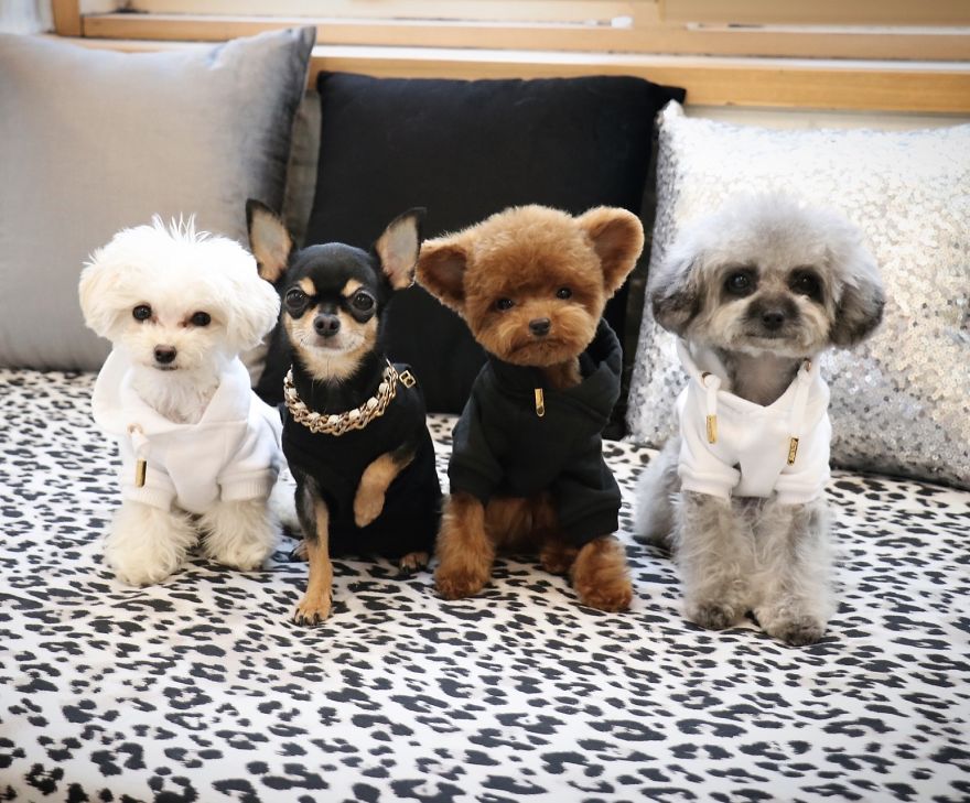 Fours Dresses Your Pets Like Snoop Dogg
