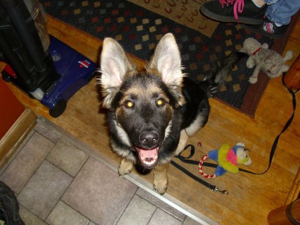 Bobby Our Germain Shepherd When She Was A Puppy