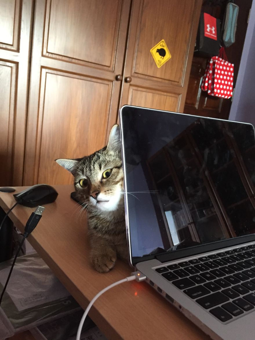 When Your Cat Wants To Do Something Naughty But Checks First That The Coast Is Clear
