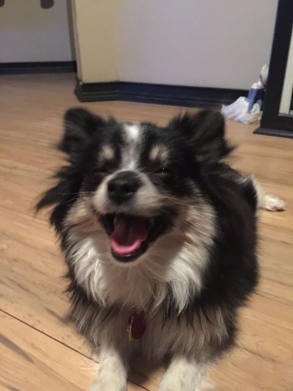 What's So Funny Ellie? 7 Mth Pomeranian