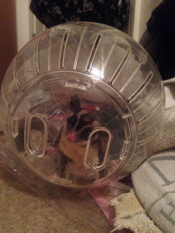 My Sugar Glider's Reaction To Being In An Exercise Ball For The First Time.