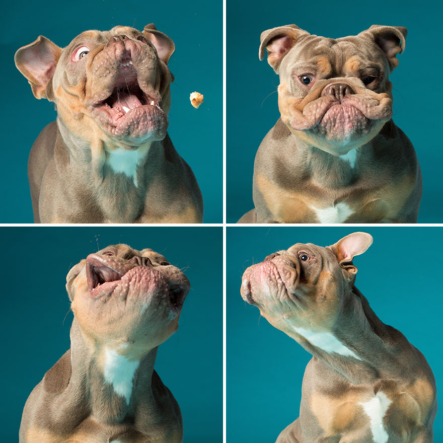 I'm A Dog Photographer Who Specializes In Derpy Expressions
