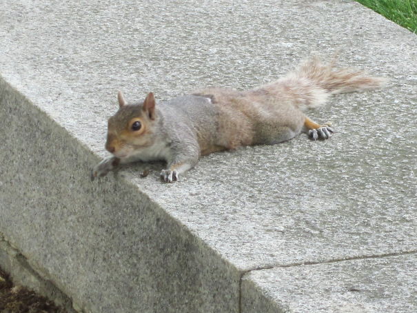 Too Hot To Move . . . Squirrel Melting On The Sidewalk