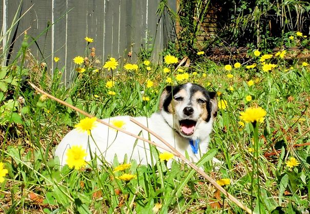 Jill Sat In A Backyard In The Sun For The First Time, I Think She Enjoyed The Flowers
