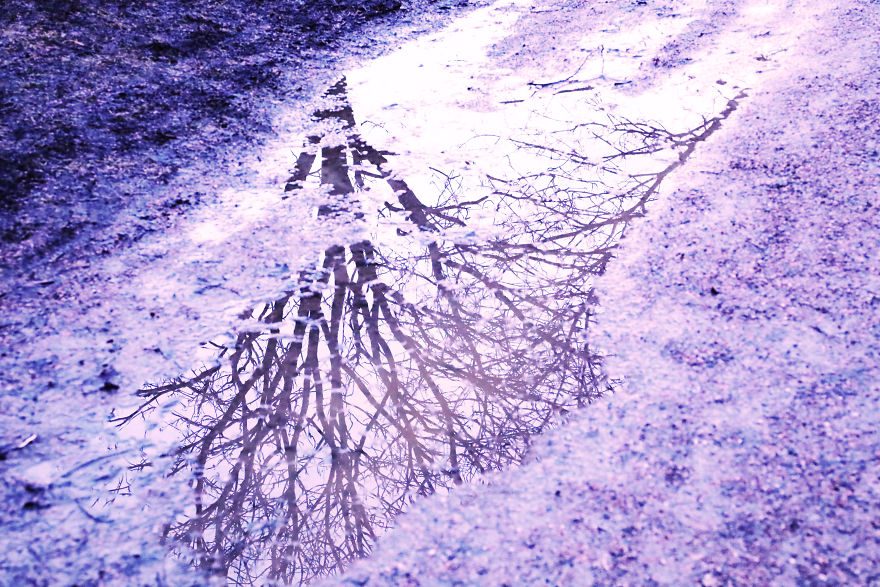 A Magical New World On The Ground With Icy Dirty Puddles And Trees!