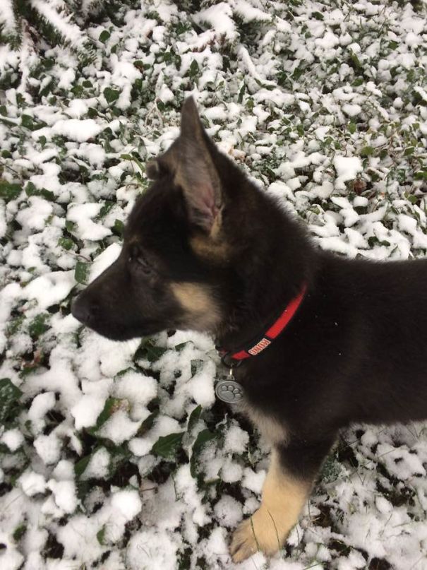 Loki Enjoying His First Snow
