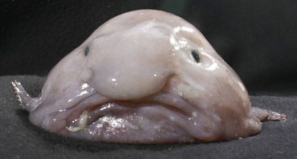 Melted Blobfish