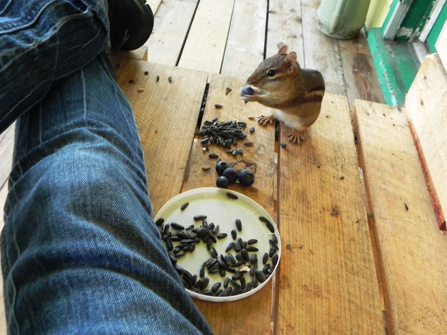 My Chipmunk Friends