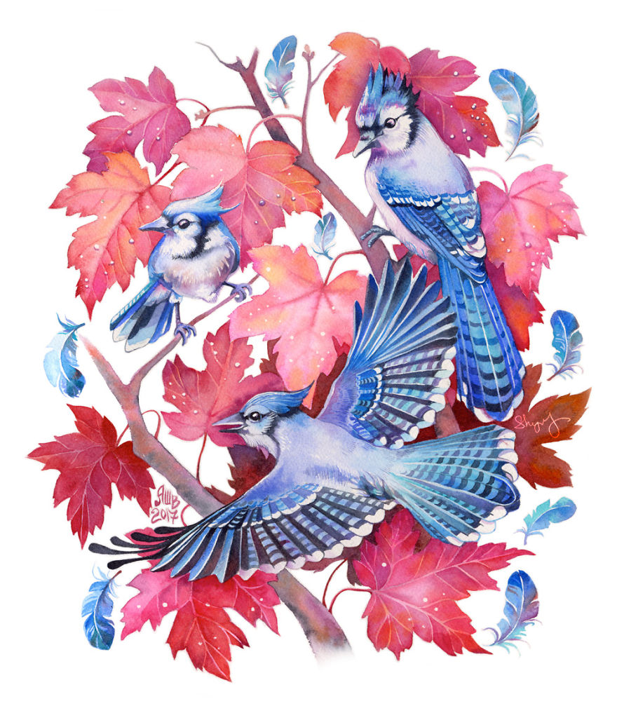 Bluejays In A Maple Tree