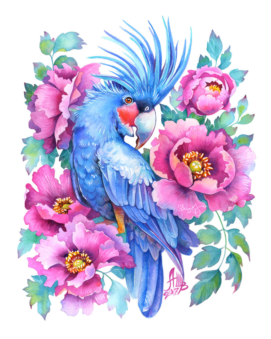 Blue Palm Cockatoo