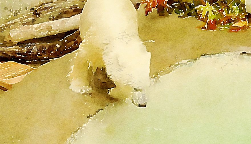 Nora The Polar Bear Watercolor Series