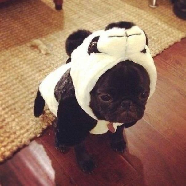 Told Him He Could Be Anything... He Chose A Panda. He Then Regretted His Decision