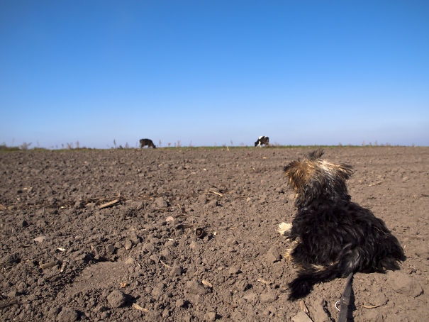 Yorkshire Terrier Sees Cows For The First Time