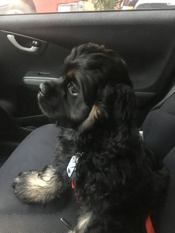 Puppy Passenger