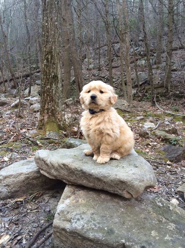 Here Is One Majestic Golden Retriever Forest Puppy, Perched On A Pile Of Rocks