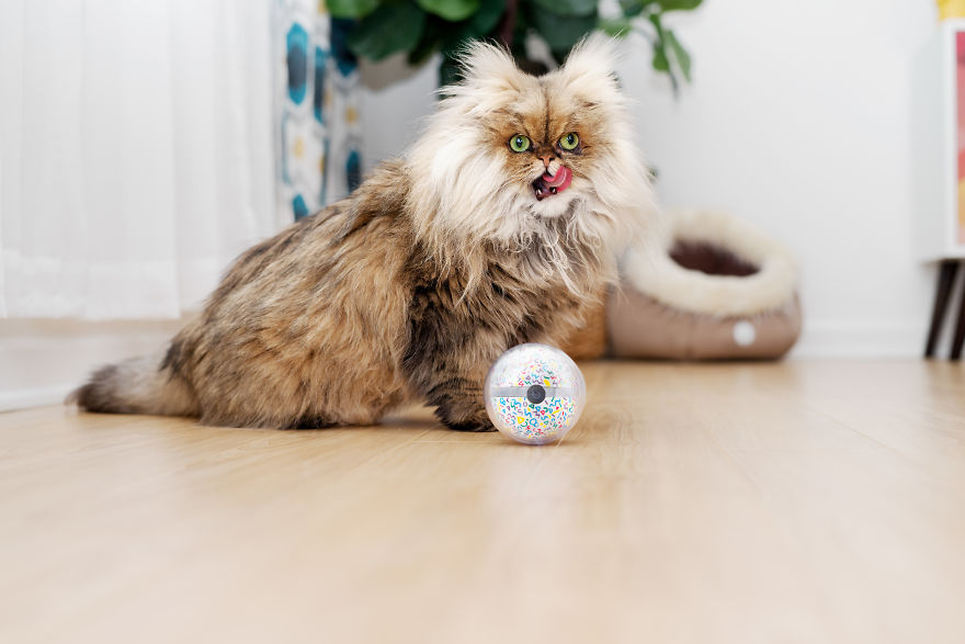 Pebby Let's You Play With Your Pet From Anywhere In The World! Pebby Let's You Play With Your Pet From Anywhere In The World!