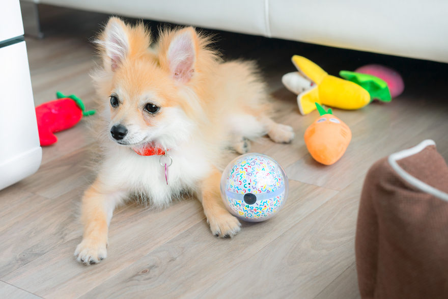 Pebby Let's You Play With Your Pet From Anywhere In The World! Pebby Let's You Play With Your Pet From Anywhere In The World!