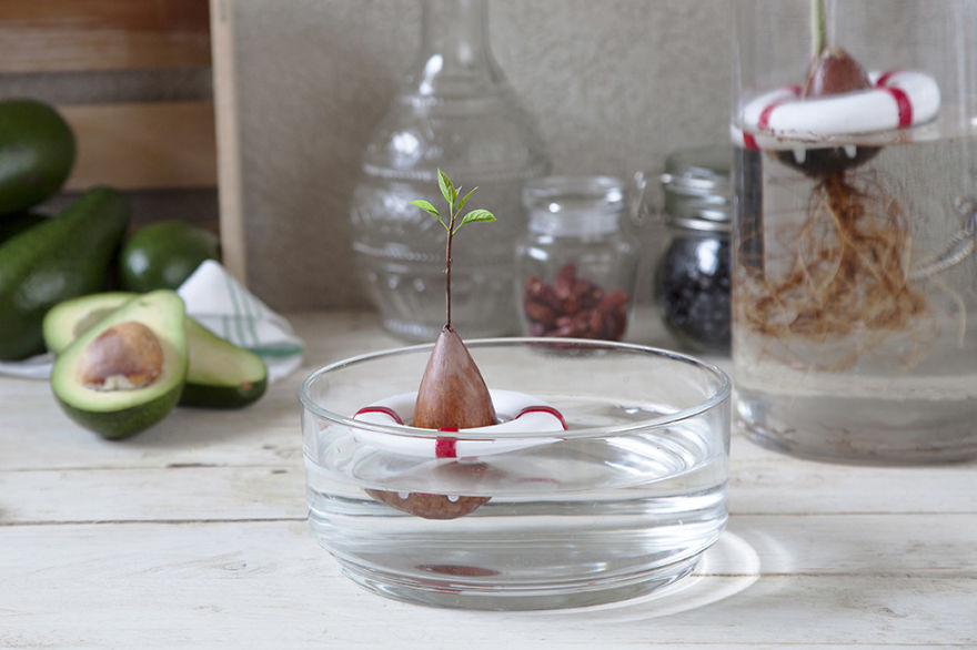 Your Avocado Seed Will Grow Safely Into A Beautiful Tree With Our New Product!