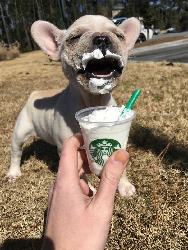 This Joyful Pupperoon Who Is Loving Her Lil' Puppucchino