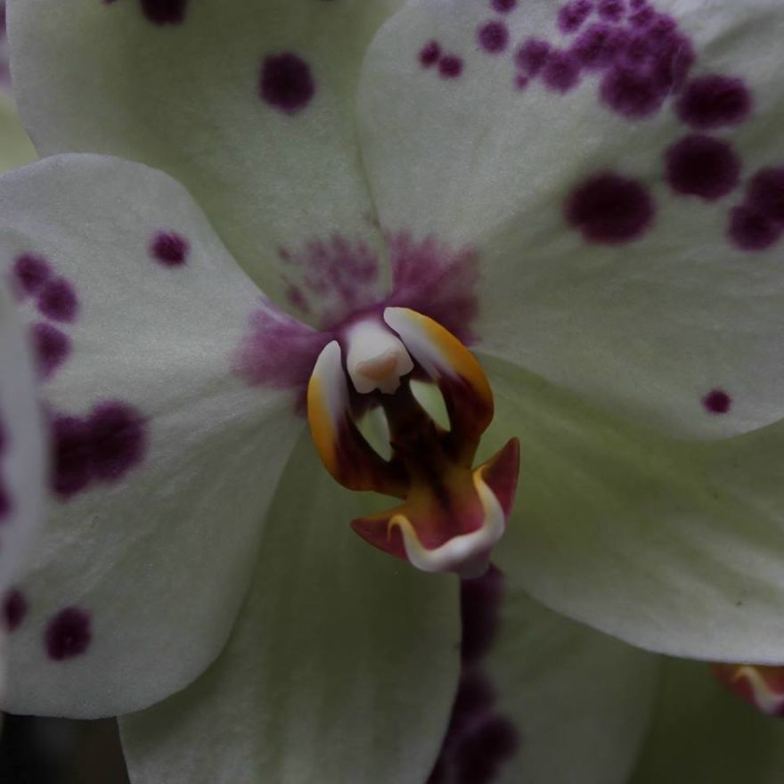 Roaring Orchid Photography