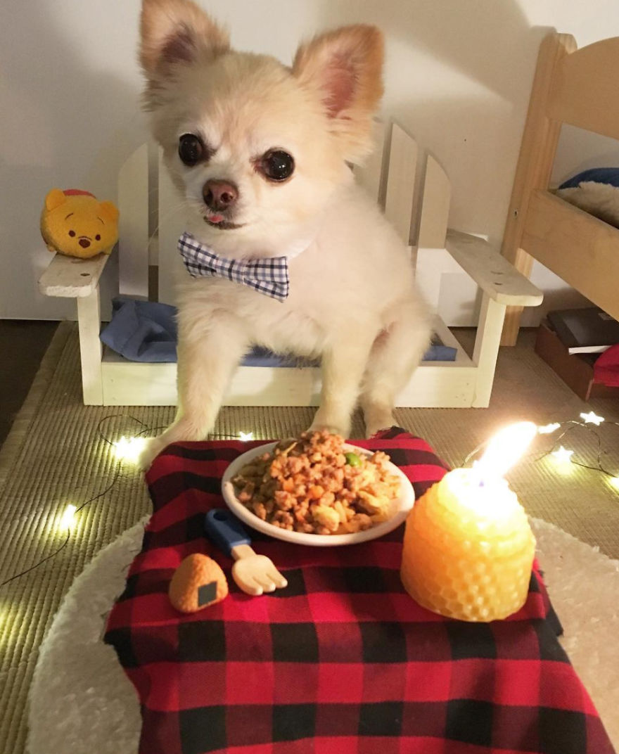 Little Chihuahua Riceball And His Miniature Room