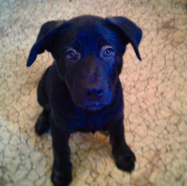 My First Granddoggy, Charlie!!! ❤