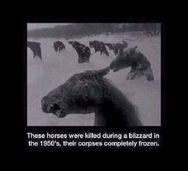 Teod | 13 Viral Photos - Fact Or Fiction
