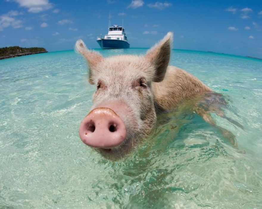This Is What Really Killed The Famous Swimming Pigs